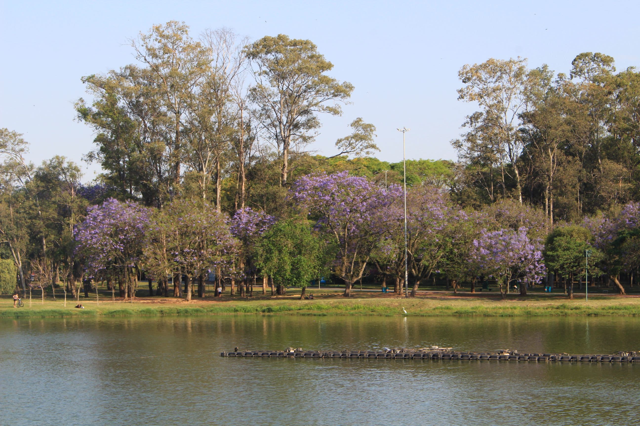 Urbia divulga agenda semanal com exposições artísticas no Parque Ibirapuera e Caminhada Noturna no Parque Estadual da Cantareira