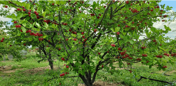 ACEROLA